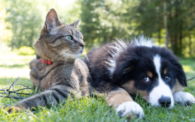 Unconditional Love and Healing: How Pets Support Your Mental Health