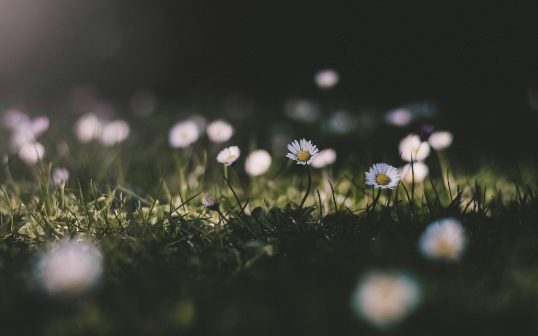 Embracing Spring: How to Manage Seasonal Anxiety and Mood Changes